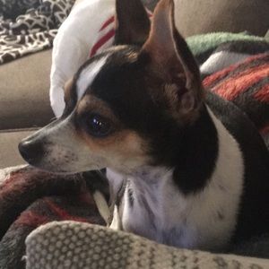 Meet your Posher, Ray